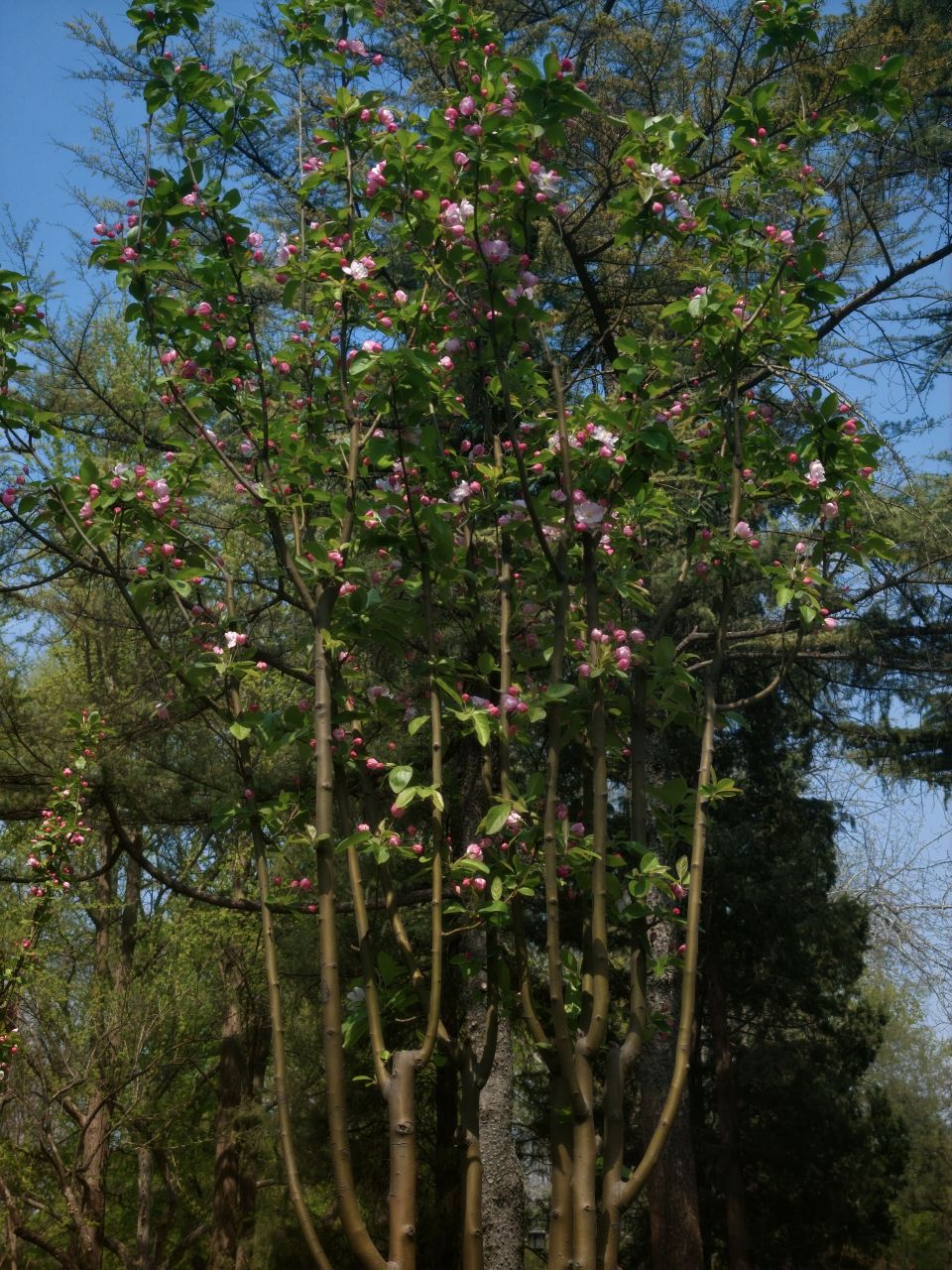 Xifu Haitang at Taoranting Park (陶然亭公园的[西府海棠](https://zh.wikipedia.org/wiki/%E8%A5%BF%E5%BA%9C%E6%B5%B7%E6%A3%A0))